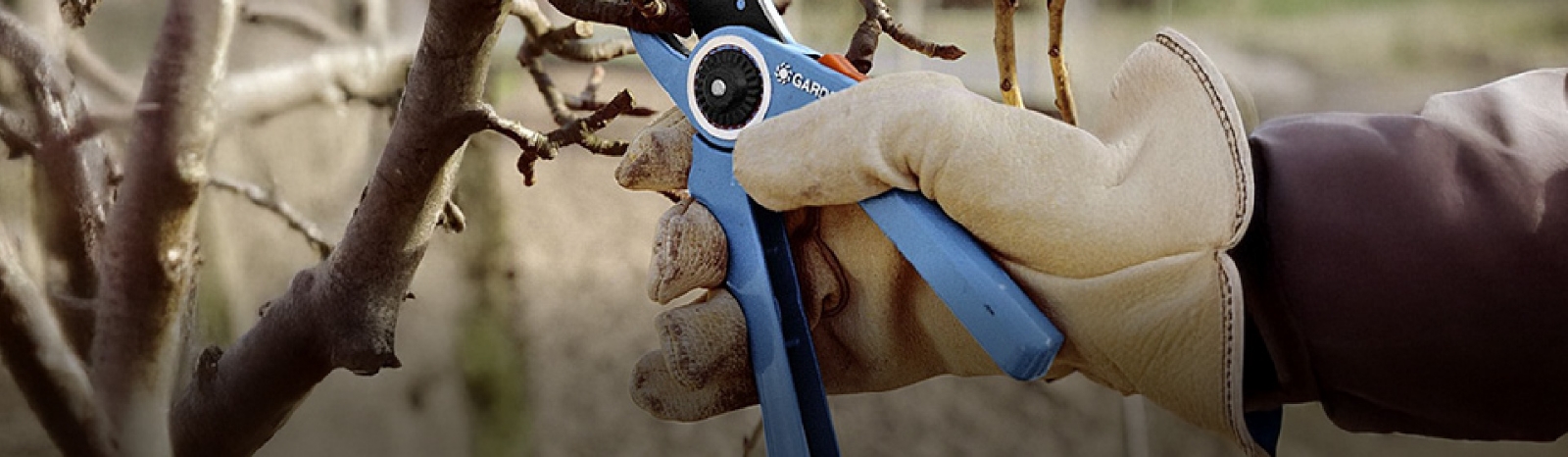 Tailler fruitiers à pépins en automne : apprenez pourquoi, comment tailler et comment prévenir les maladies après la taille